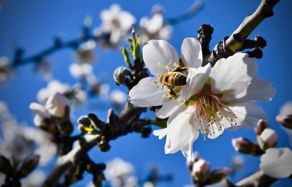 Almond Bloom with bee