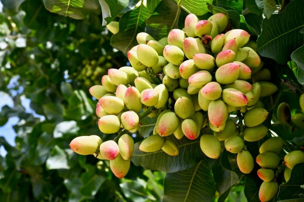 Pistachios growing on a tree in California