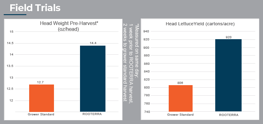 ROOTERRA Head Lettuce Field Trial Graphic