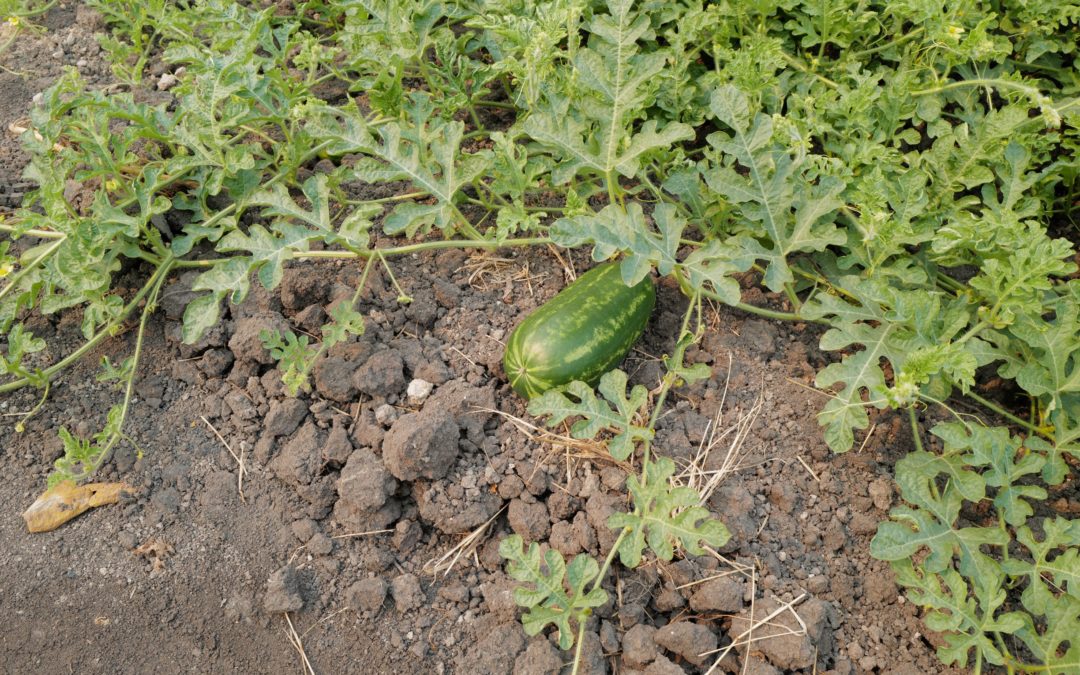 Green watermelon in field after soil leaching