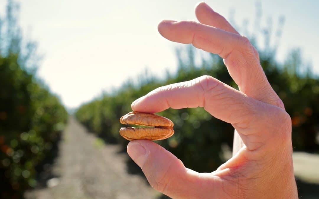 Pecan tree grower holds pecan between two fingers