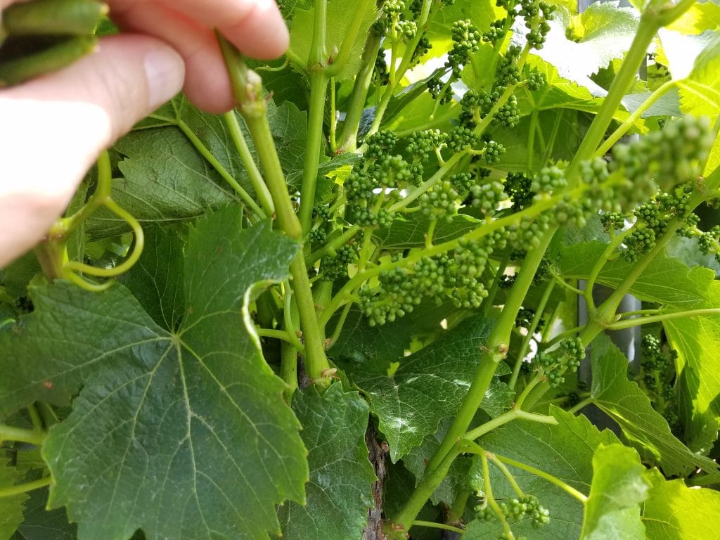 Elongation of wine bunches early in the season