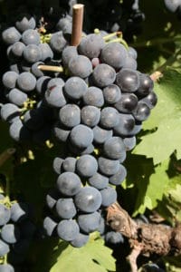 ROI on wine grapes via size and BRIX