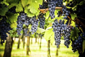 wine grapes grown with Tech-Flo foliar nutrients