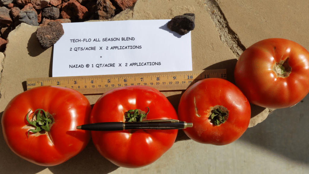 CA Tomato harvest treated with NAIAD Soil Penetrant