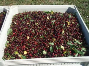 Cherry harvest in Washington with Tech-Flo foliar nutrient program