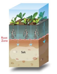 Naiad helps leach salts out of root zone for healthier crops