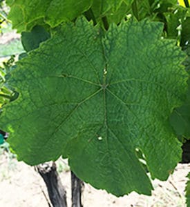 Magnesium deficiency in grapes