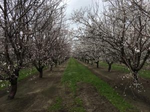 North Central Valley Almond Bloom 2017