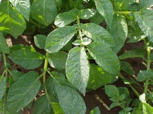 Nutrients applied to potato leafs in Washington