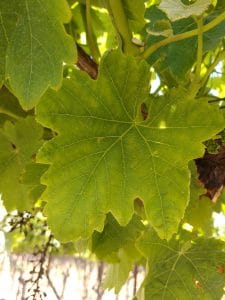K Potassium deficiency in Wine Grape Leaf 