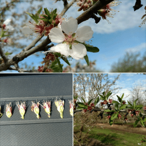 Almond frost bloom damage Stanislaus Kern Hi-K potassium phosphorus post-harvest best bloom