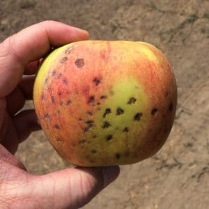 Bitter Pit Calcium disorder deficiency in Honey Crisp Apples