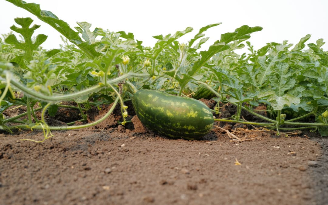 TECH-GRO® MIRA-CAL™; The Better Way to Add Calcium on Row Crops